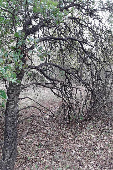 blackjack trees oklahoma.